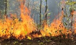 शिवपुरी-नागर्जुन राष्ट्रिय निकुञ्जमा पुन: डढेलाे