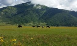 ढोरपाटनमा दोस्रो सिजनको सिकार सुरु