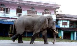 हात्तीको आक्रमणबाट दुई घाइते