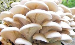 वैदेशिक रोजगारी छाडेर च्याउ खेतीमा पर्वतका एक युवा