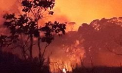 देशभरका ५६ जिल्लाका पाँच सय २३ स्थानमा डढेलो