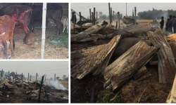 गाई फार्ममा आगलागी : २० गाई जले, १० घाइते