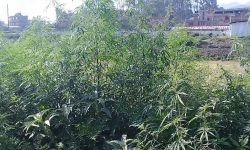 सात केजी गाँजासहित एक युवक पक्राउ