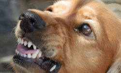 जनकपुरमा कुकुरको टोकाइबाट १२ वर्षीया बालिकाको मृत्यु