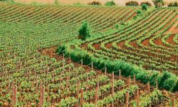 उदयपुरका स्थानीय तहमा कृषि उत्पादन बढाईंदै