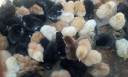 कुखुराका चल्लाको मूल्य ३६ प्रतिशतले वृद्धि