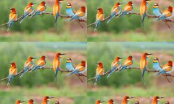 चितवनमा नयाँ प्रजातिको ‘लामपुच्छ्रे चाँचर’ चरा भेटियो