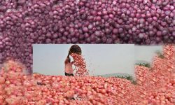 आठ महिनामा २ अर्ब ७९ करोड रुपैयाँको प्याज  आयात