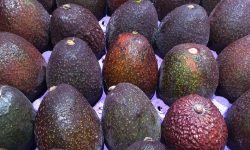 खेर गएको जमीनमा व्यावसायिक रुपमा घीउ फल