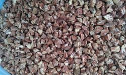 डिएनए परीक्षणको अन्योलले सुपारी निर्यात अनिश्चित, एक लाख किसान प्रभावित