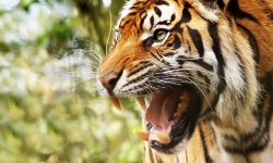 बाघ भागेपछि उच्च सतर्कता