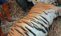 बर्दियामा मान्छे खान पल्किएको पाटेबाघ नियन्त्रणमा लिइयो