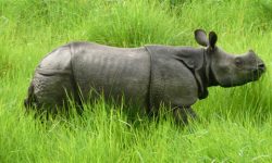 चितवनका गैँडा भारत जाने चिन्ता