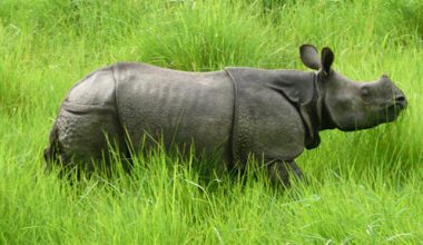 चितवनका गैँडा भारत जाने चिन्ता