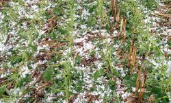 ताप्लेजुङमा असिनाले करोडौ मूल्यको तरकारी बालीमा क्षति