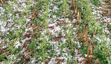 असिनाले बाली नष्ट गरेपछि कृषक चिन्तित