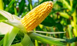 हरियो मकै खानुका ५ फाइदा यस्ता छन्