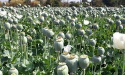 प्रहरीकाे सक्रियतामा अफिम खेती नष्ट