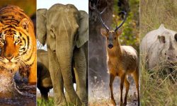 सबैभन्दा बढी तस्करी हुने जिवजन्तु