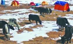 अज्ञात रोगले मनाङका चौरी बिरामी पर्न थाले