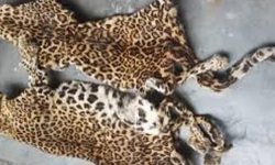 चितुवाको जस्तो देखिने छाला बरामद