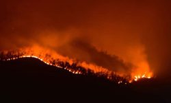 घाँसकाे लाेभमा डढेलाेकाे खेलाे, कसले गर्याे यस्ताे अर्घेलाे ?