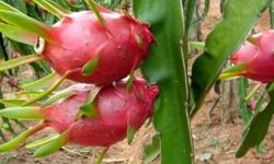 ३ सय जनालाई रोजगारी दिने गरी कञ्चनपुरमा व्यावसायिक ड्रागन खेती