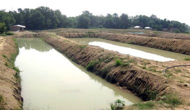 तराईका उर्वर जमिन माछापोखरीमा परिणत