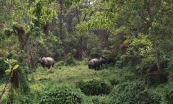 गैंडाको संख्या बढेपछि…