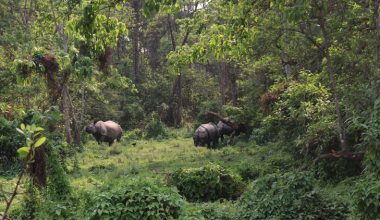 गैंडाको संख्या बढेपछि…