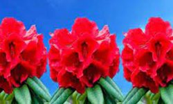 गुराँस मासिने खतरा