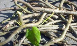 गुर्जो काेराेना राेकथाममा सहयाेगी