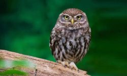 ठूला भ्रष्टाचारीलाई उन्मुक्ति, लाटोकोसेराे चोर समात्दै प्रहरी