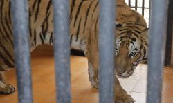 बर्दियाबाट ल्याइएको नरभक्षी बाघ चिडियाखानामा