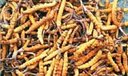 डोल्पामा जेठ ११ गतेदेखि यार्सा संकलन खुला गरिने