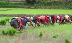 सप्तरीमा शतप्रतिशत धान रोपाइँ : ९ सय बिघा डुबानमा