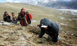 राष्ट्रिय निकुञ्जमा यार्सा संकलनमा रोक