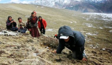 राष्ट्रिय निकुञ्जमा यार्सा संकलनमा रोक