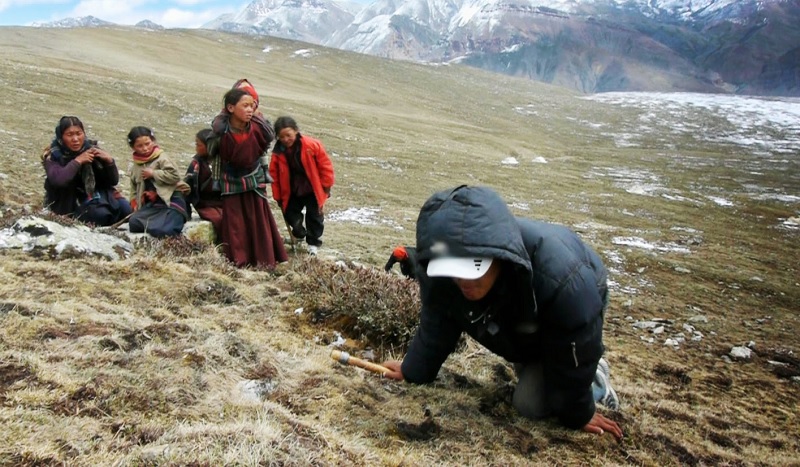 राष्ट्रिय निकुञ्जमा यार्सा संकलनमा रोक