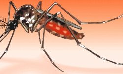 सुदूरपश्चिममा औलोको जोखिम बढ्यो