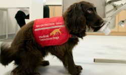 कोरोनाकाे संक्रमण पत्ता लगाउन प्रशिक्षित कुकुरकाे प्रयोगमा थप सफलता