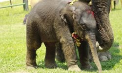 निकुञ्जमा मारिएका कर्मचारीको नामबाट छावाको नामकरण