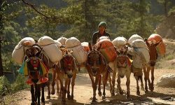 दुर्गम क्षेत्रमा खाद्यान्न ढुवानीका लागि ७६ करोड रुपैयाँ विनियोजन