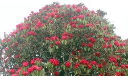 ढकमक्क गुराँसले सजियो तीनजुरे मिल्के जलजला ! (तस्बिरसहित)