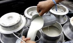 दूध बेचेर करोडौँ गाउँ भित्र्याउँदै किसान