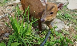 पोखराको रानीवनमा रतुवा मृग हेर्न पाइने