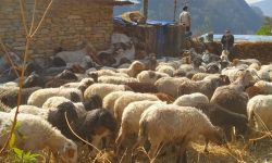 ऊनबाट बनेका सामग्रीले बजार पाएनन्