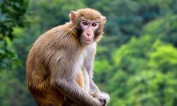 बाँदर भुलाउन जङ्गलमा फलफूल खेती