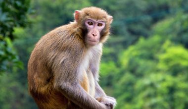 बाँदर भुलाउन जङ्गलमा फलफूल खेती