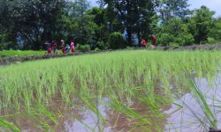 किसानलाई रोपाइँको चटारो (फोटो फिचर)